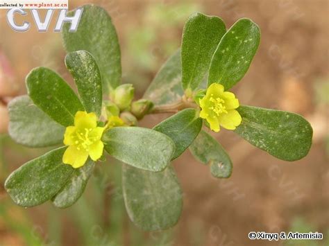 金枝玉叶植物|玉叶（马齿苋科马齿苋属植物）